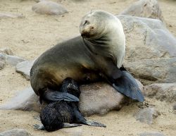 Cape fur seal and pup, Cape Cross, Namibia. 2007. by Chris Wildblood 
